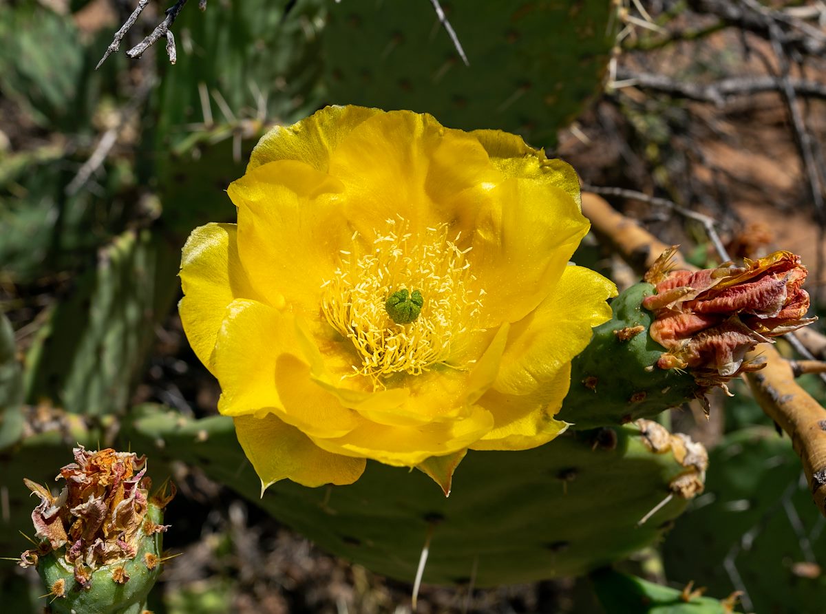 2021 May Prickly Pear Flower 01