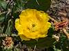 2021 May Prickly Pear Flower 01