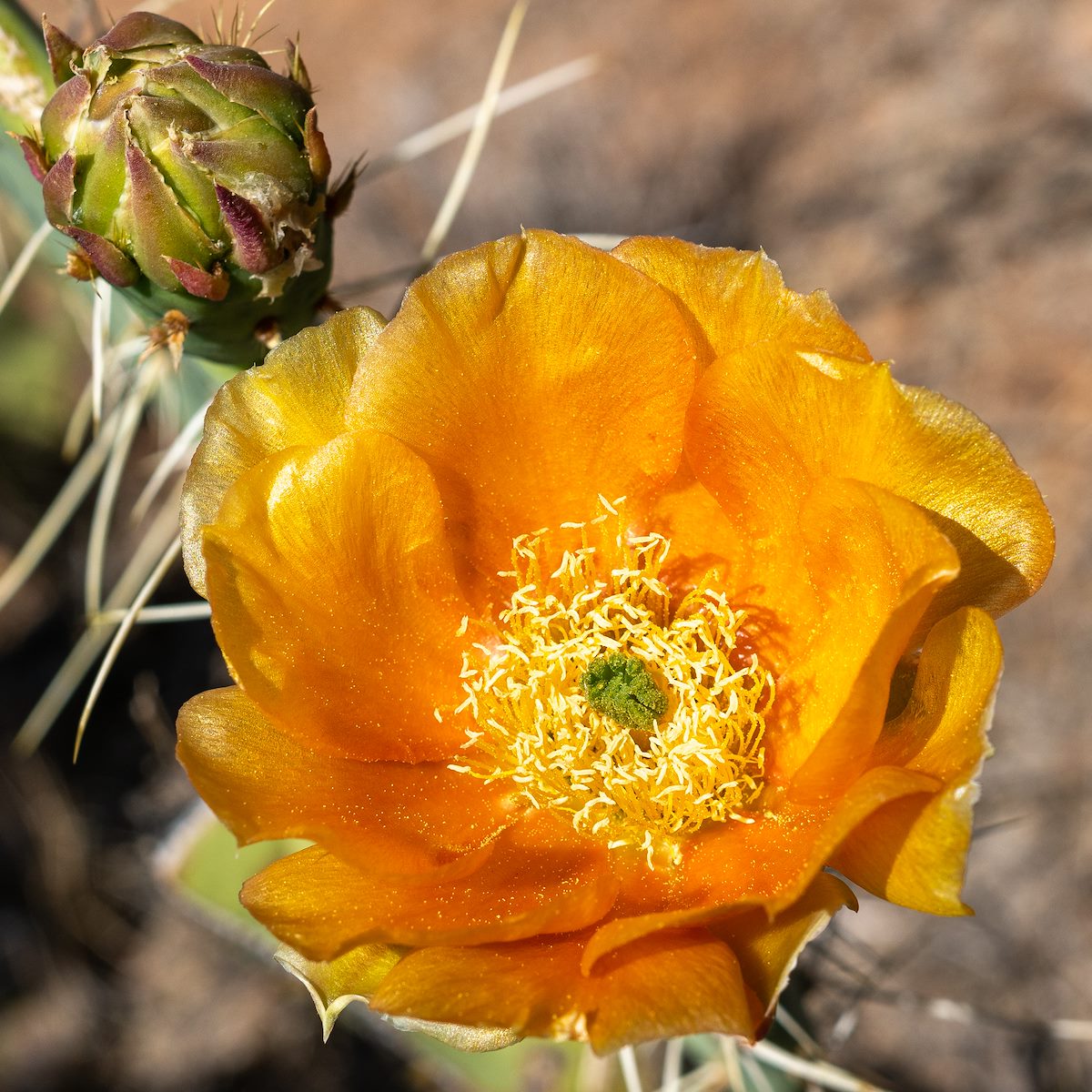 2021 May Prickly Pear Flower 02