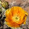 2021 May Prickly Pear Flower 02