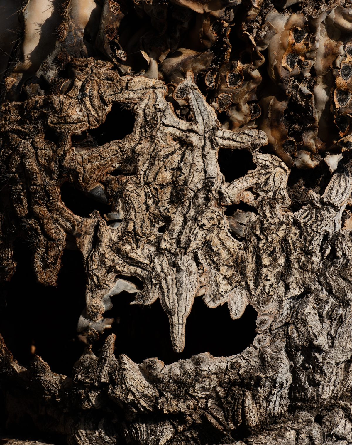 2021 May Saguaro Face