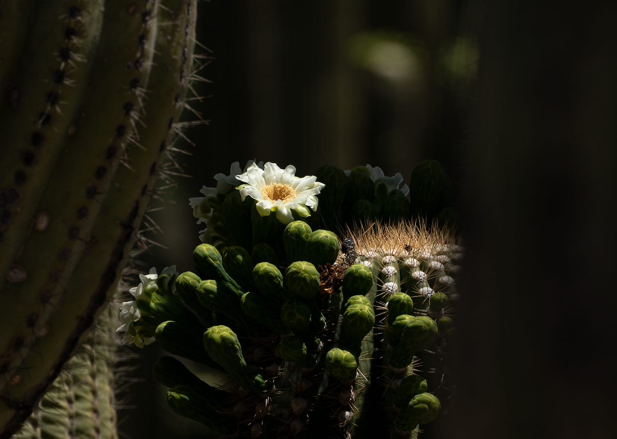 2021 May Saguaro Flower 01