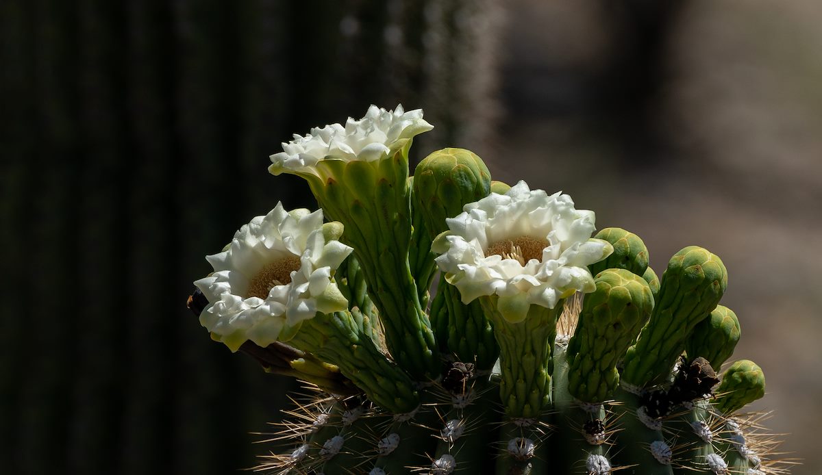 2021 May Saguaro Flower 02