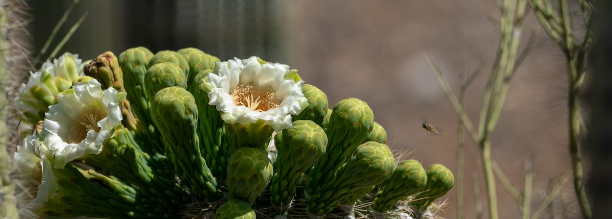 2021 May Saguaro Flower 03