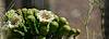 2021 May Saguaro Flower 03