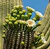2021 May Saguaro Flower 04