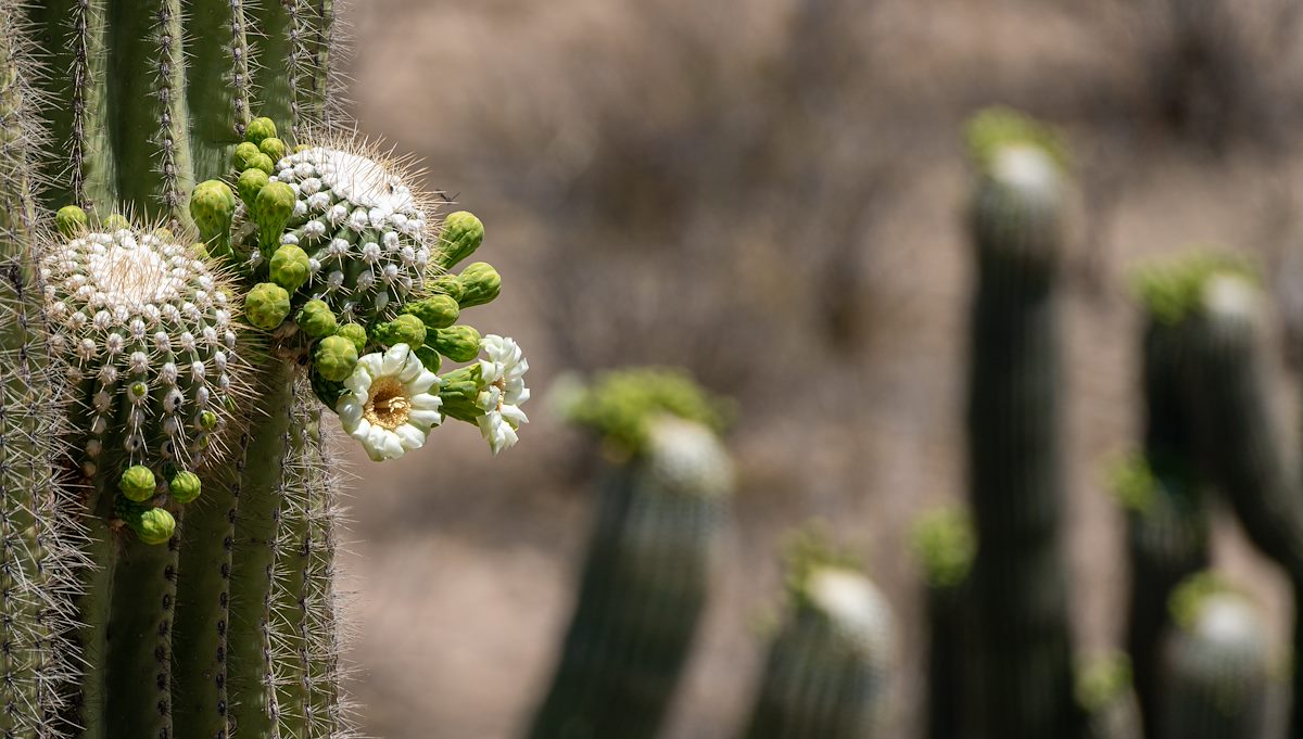 2021 May Saguaro Flowers on the Slopes of Alder Canyon