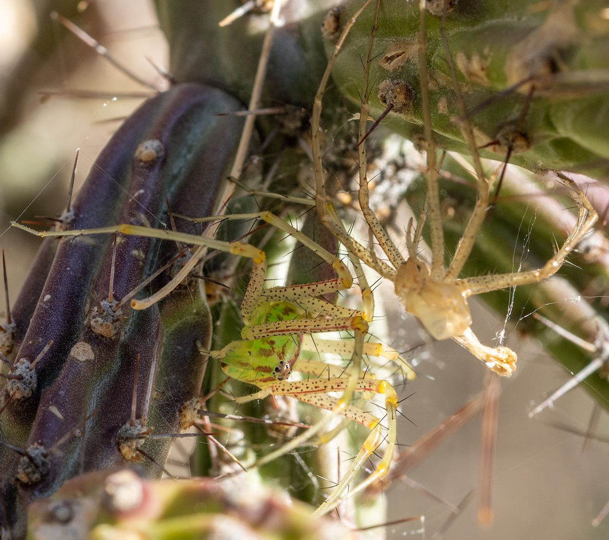 2021 May Spider and Exoskeleton