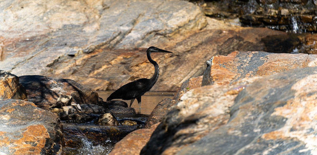 2022 September Heron Below the Sabino Canyon Dam