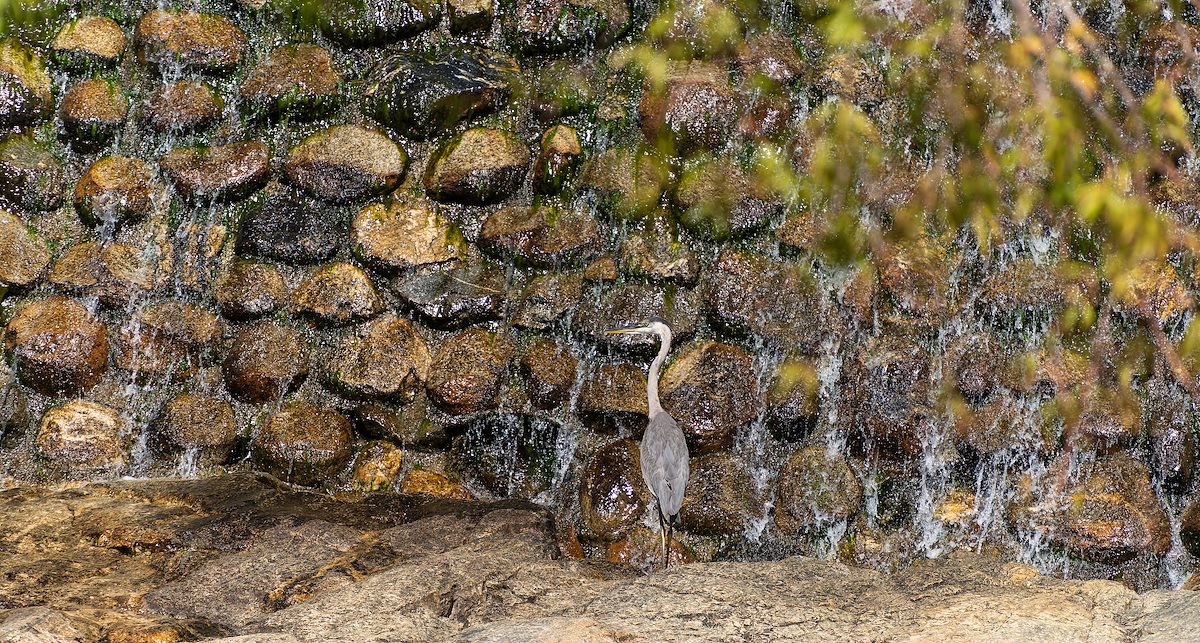 2022 September Heron by the Sabino Canyon Dam