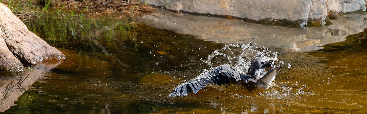 2022 September Heron Hunting in the Pools below the Sabino Canyon Dam