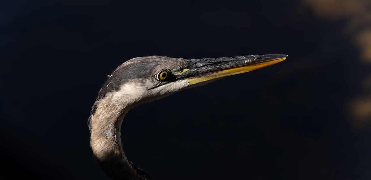 2022 September Heron in Sabino Canyon