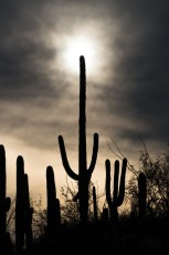 1602 Saguaro And Sun