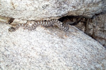 0608 Snake in Bug Springs Canyon