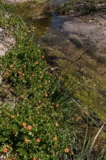 1703 Scarlet Pimpernel along the Bellota Trail in Agua Caliente Canyon