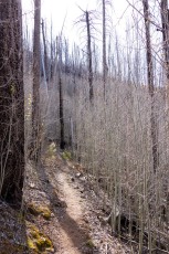 1404 Aspens on the Mint Spring Trail