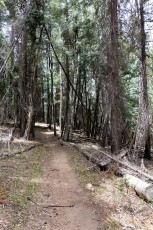 1405 Trees and Shade on the Aspen Draw Trail