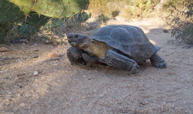 1310 Desert Tortoise