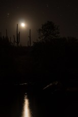 1309 Moonlight in Sabino Canyon