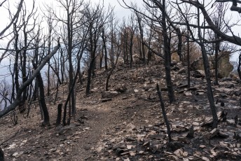 1707 Summit of Guthrie Mountain after the Burro Fire