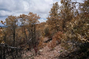 1707 Entering an area burned by the Burro Fire on the Brush Corral Trail