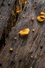 1707 Mushrooms near the Brush Corral Trail