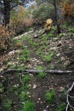 1707 New Grass on the Brush Corral Trail after the Burro Fire