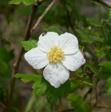 1707 Raspberry on the Brush Corral Trail