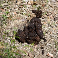 1707 Bear Scat on the Brush Corral Trail