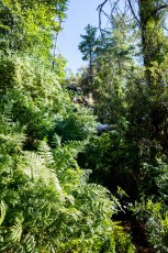 1407 Ferns and Green near Maverick Spring
