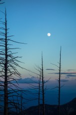 1409 Moon and Trees from the Aspen Trail