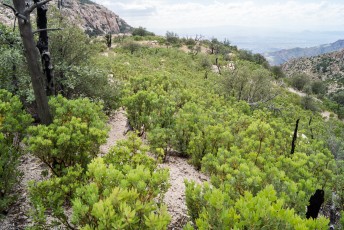 1410 Mesquite Growing on the West Ridge of Pine Canyon