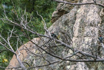 1610 Acorn Woodpecker near the Crystal Spring Trail