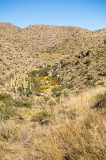 1511 A Hint of Color in Agua Caliente Canyon
