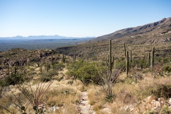 1511 Looking down the La Milagrosa Trail with the Tucson Mountains in the Distance