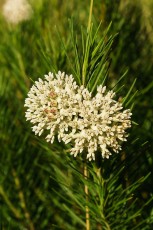 1610 Pineneedle Milkweed Flower