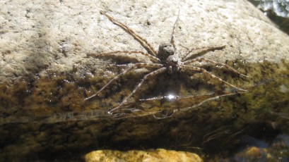 1109 Long-legged Water Spider
