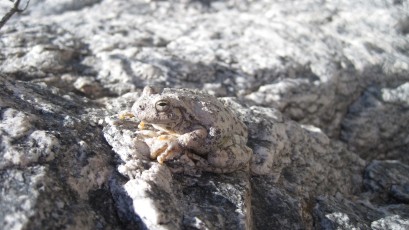 1109 Canyon Treefrog