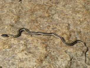 1110 Black-necked Garter Snake