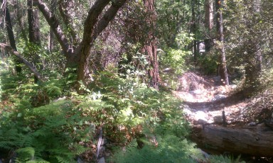 1205 Trees and Green near Sabino Canyon