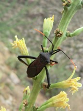 1207 Giant Agave Bug