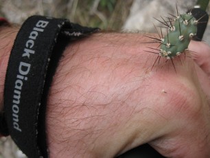 1112 Small Cholla in the hand