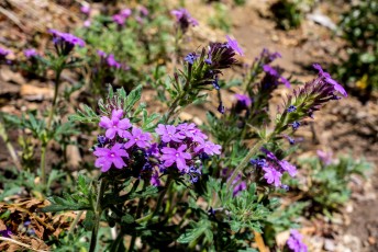 1404 Vervain on the Crystal Spring Trail