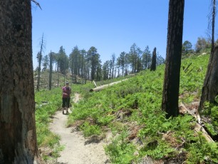 1205 Green ferns along the Box Camp Trail