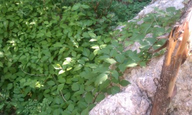 1206 Poison Ivy