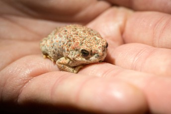 1502 Red Spotted Toad