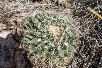 1502 Macdougal's Cactus