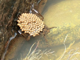 1207 Ferocious Water Bug with Eggs