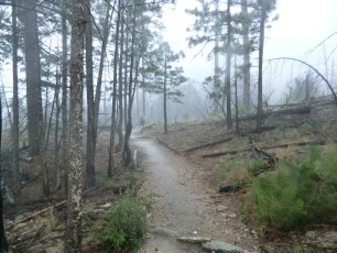 1207 Rain on the Marshall Gulch Trail