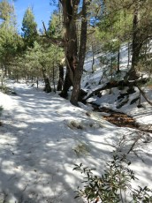 1212 Snowy Trail